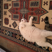Tekir Kedi, Kedi  Pamuk fotoğrafı