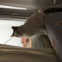 Tekir Kedi, Kedi  Pamuk fotoğrafı