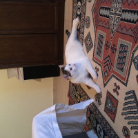 Tekir Kedi, Kedi  Pamuk fotoğrafı