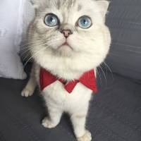 Scottish Fold, Kedi  Pamuk fotoğrafı