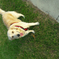 Golden Retriever, Köpek  yağmur fotoğrafı