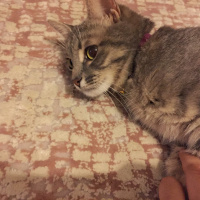 Tekir Kedi, Kedi  Mira fotoğrafı