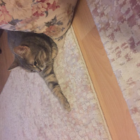 Tekir Kedi, Kedi  Mira fotoğrafı