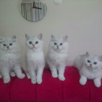 British Shorthair, Kedi  Sezar fotoğrafı