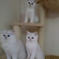 British Shorthair, Kedi  Sezar fotoğrafı