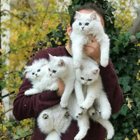 British Shorthair, Kedi  Sezar fotoğrafı