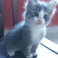 Tekir Kedi, Kedi  Duman fotoğrafı