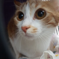 Sarman, Kedi  Lily fotoğrafı