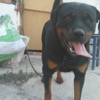 Rottweiler, Köpek  Hera tina fotoğrafı