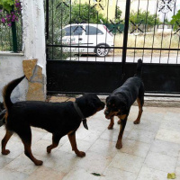 Rottweiler, Köpek  Hera tina fotoğrafı