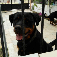 Rottweiler, Köpek  Hera tina fotoğrafı