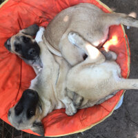 Kangal, Köpek  Cesur&Lokum fotoğrafı