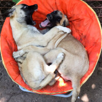 Kangal, Köpek  Cesur&Lokum fotoğrafı