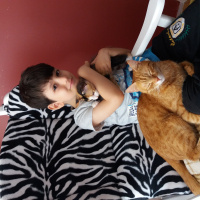 Tekir Kedi, Kedi  Badem fotoğrafı