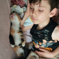 Tekir Kedi, Kedi  Badem fotoğrafı