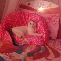 Tekir Kedi, Kedi  Poncik fotoğrafı