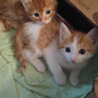 Tekir Kedi, Kedi  Serro-Mistik-Avni fotoğrafı