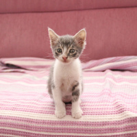 Mavi Rus, Kedi  Duman fotoğrafı