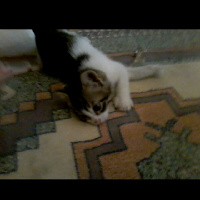 Tekir Kedi, Kedi  Boncuk fotoğrafı