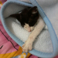 Tekir Kedi, Kedi  Boncuk fotoğrafı