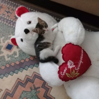 Tekir Kedi, Kedi  Boncuk fotoğrafı
