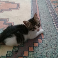 Tekir Kedi, Kedi  Boncuk fotoğrafı