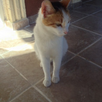 Tekir Kedi, Kedi  Pamuk fotoğrafı
