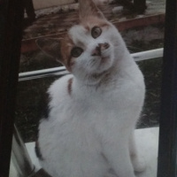 Tekir Kedi, Kedi  Pamuk fotoğrafı