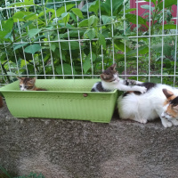 Tekir Kedi, Kedi  Kestane, kaymak, şeker fotoğrafı