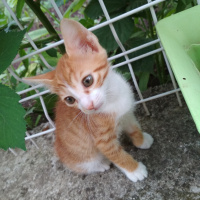 Tekir Kedi, Kedi  Kestane, kaymak, şeker fotoğrafı