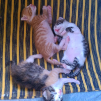 Tekir Kedi, Kedi  Kestane, kaymak, şeker fotoğrafı