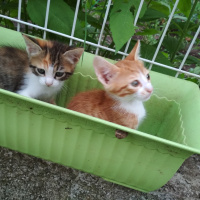 Tekir Kedi, Kedi  Kestane, kaymak, şeker fotoğrafı
