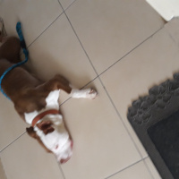 Amerikan Pitbull Terrier, Köpek  Luka fotoğrafı