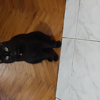 Bombay, Kedi  Loki fotoğrafı