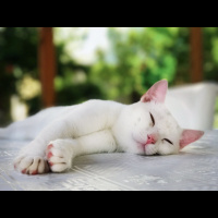 Ankara Kedisi, Kedi  Latte fotoğrafı