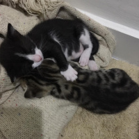 Tekir Kedi, Kedi  Leo fotoğrafı