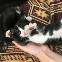 Tekir Kedi, Kedi  Leo fotoğrafı