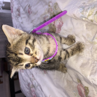Tekir Kedi, Kedi  Leo fotoğrafı
