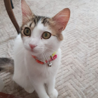 Tekir Kedi, Kedi  Düğme fotoğrafı
