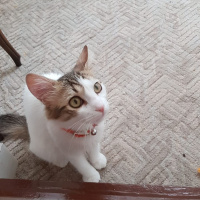 Tekir Kedi, Kedi  Düğme fotoğrafı
