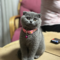Scottish Fold, Kedi  Minnoş fotoğrafı
