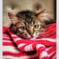 Tekir Kedi, Kedi  Toprak fotoğrafı