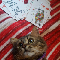 Tekir Kedi, Kedi  Toprak fotoğrafı