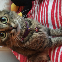 Tekir Kedi, Kedi  Toprak fotoğrafı