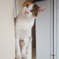 Tekir Kedi, Kedi  Yılışık fotoğrafı