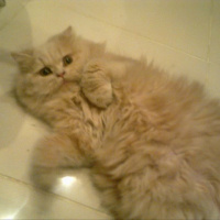 Chinchilla, Kedi  Salep fotoğrafı