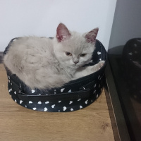 British Shorthair, Kedi  Hezıl fotoğrafı