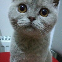 British Shorthair, Kedi  Hezıl fotoğrafı