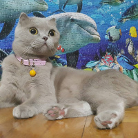 Scottish Fold, Kedi  Çilek fotoğrafı