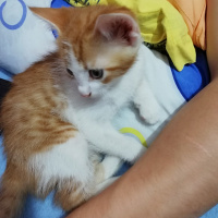 Tekir Kedi, Kedi  Pekmez fotoğrafı